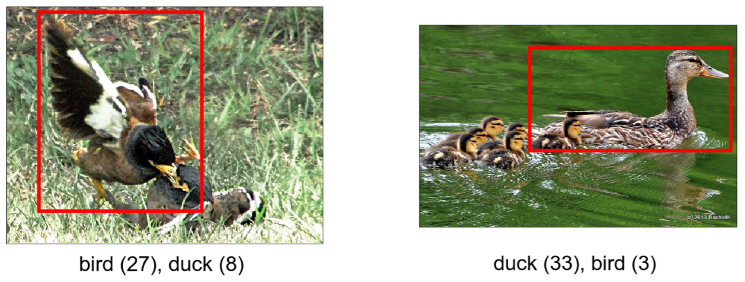 Photos of ducks from the ManyNames dataset (Silberer et al., 2020).